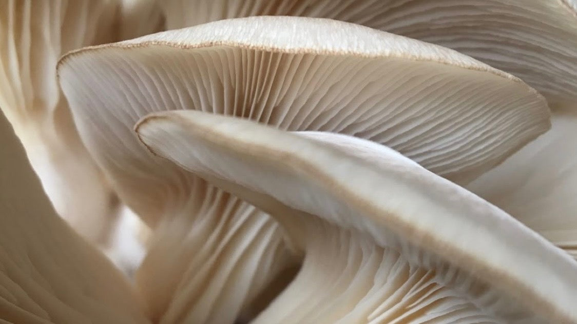 Champignons adaptogènes : énergie, immunité et clarté mentale au naturel